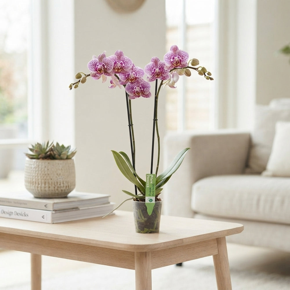 Phalaenopsis Orchid – 2 Stems, 12cm Pot, 65cm Tall