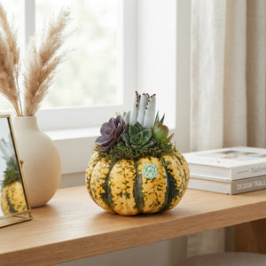 Mixed Seasonal Plant Arrangement in Pumpkin Pot – 13cm