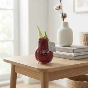 Waxed Hippeastrum Christmas Message Bulb – Mixed Colours