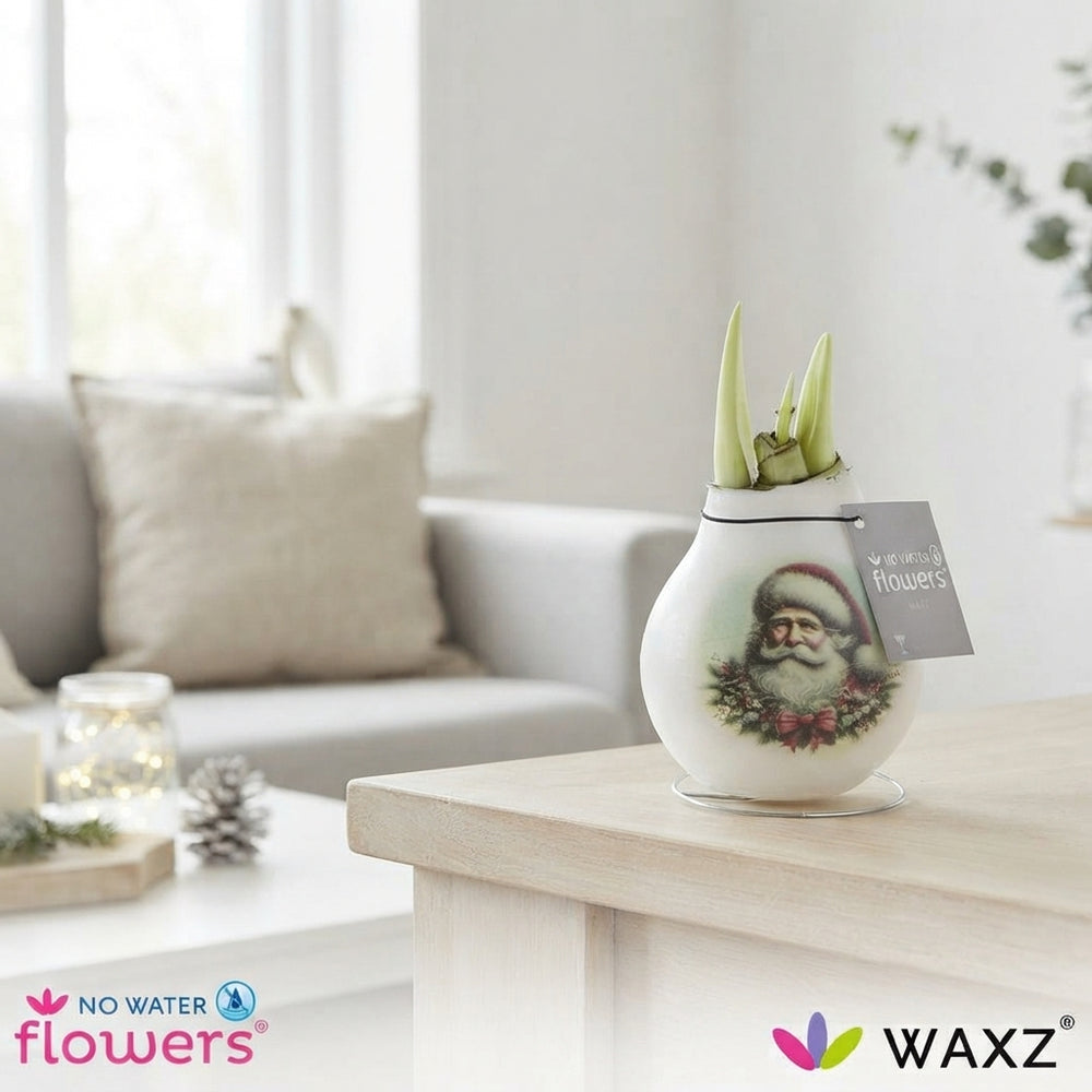 Hippeastrum Waxed Christmas Bulb – Santa & Friends