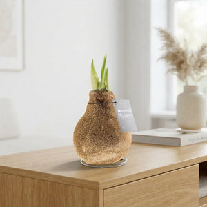 Champagne Glitter Waxed Amaryllis (Hippeastrum)