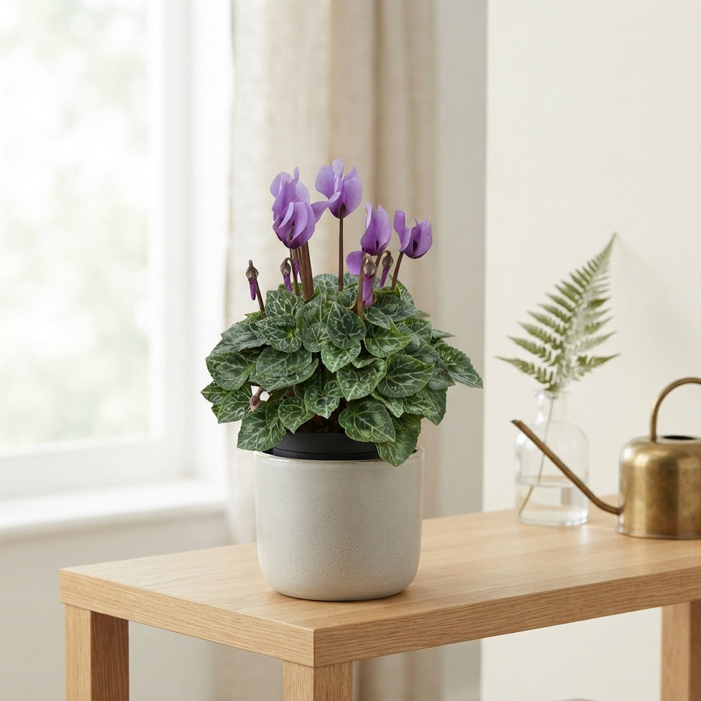 Purple Cyclamen persicum ‘Dragon Blue’ – 9cm Pot