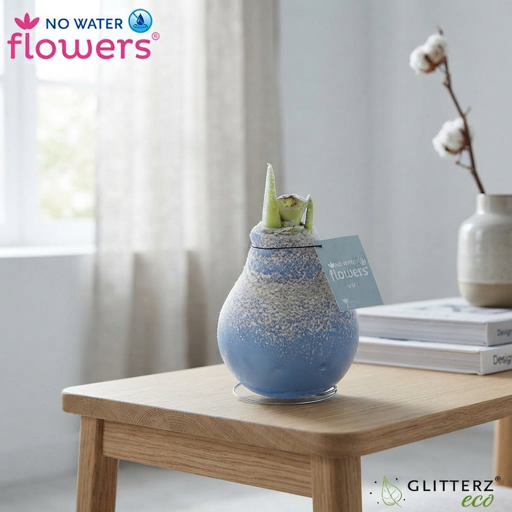 Waxed Hippeastrum Bulb – Mixed Colours