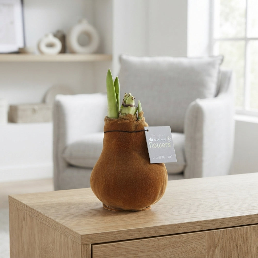 Copper Waxed Amaryllis (Hippeastrum) – 2 Stems