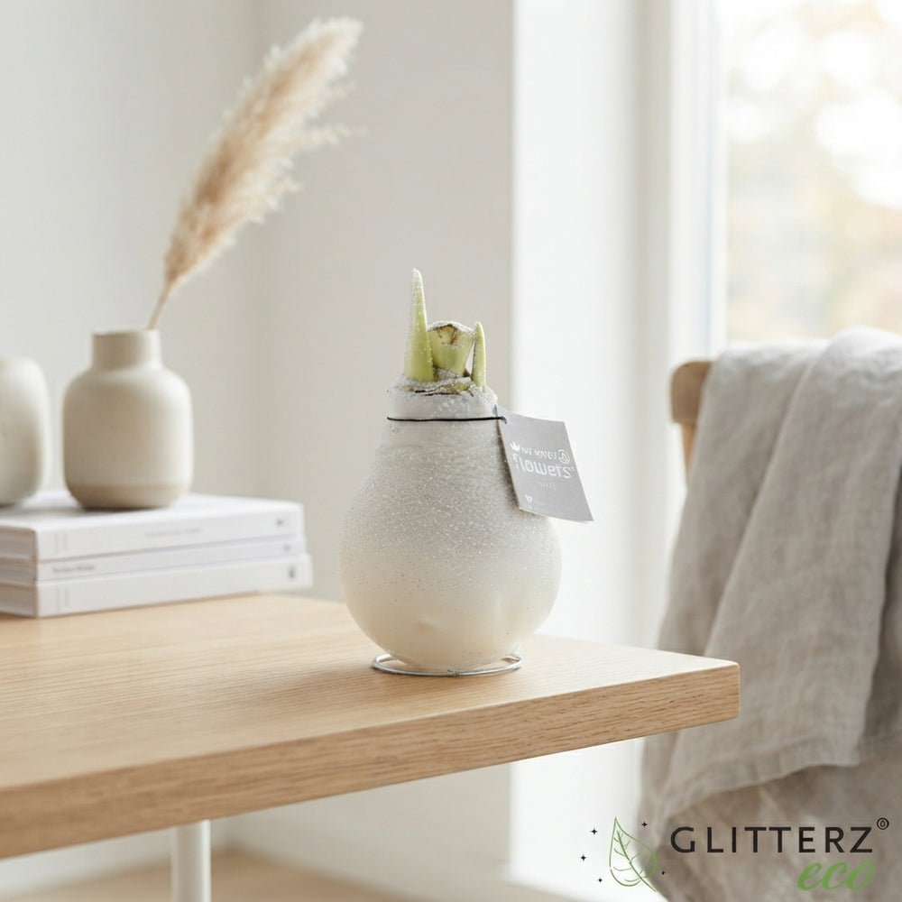Snow Waxed Hippeastrum (Amaryllis) – 2 Stems