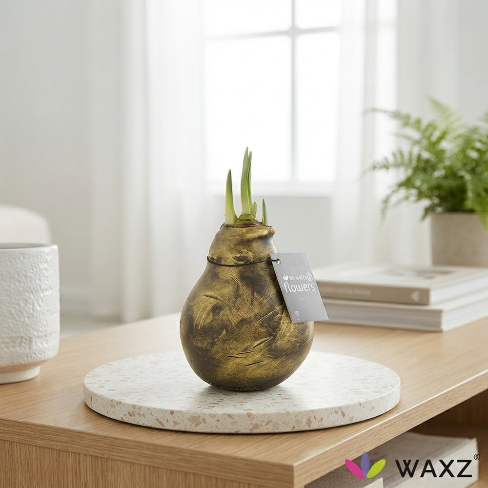 Mixed Antique Waxed Amaryllis Bulb (Hippeastrum)