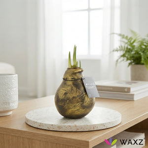 Mixed Antique Waxed Amaryllis Bulb (Hippeastrum)
