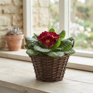 Primula Acaulis Group Garden Plant – 22cm Pot