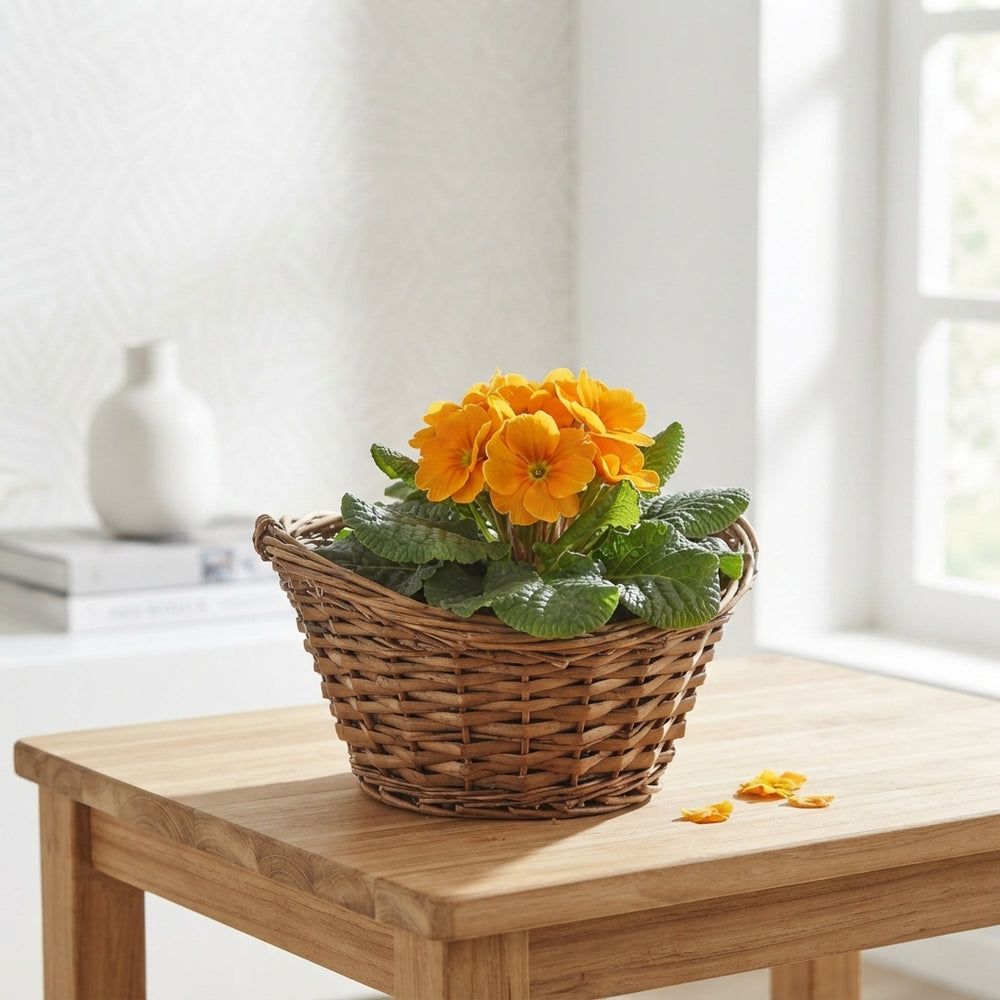 Mandevilla Arrangement in Wicker Basket – 25cm