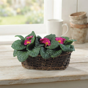 Primula Acaulis Group – 30cm Pot
