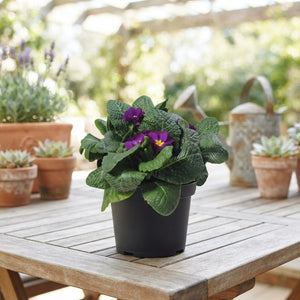 Mixed Primula Patio Bowl – 19cm Pot