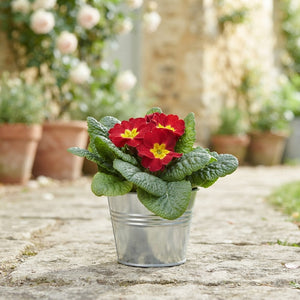 Mixed Primula Acaulis in Zinc Bucket – 11cm Pot