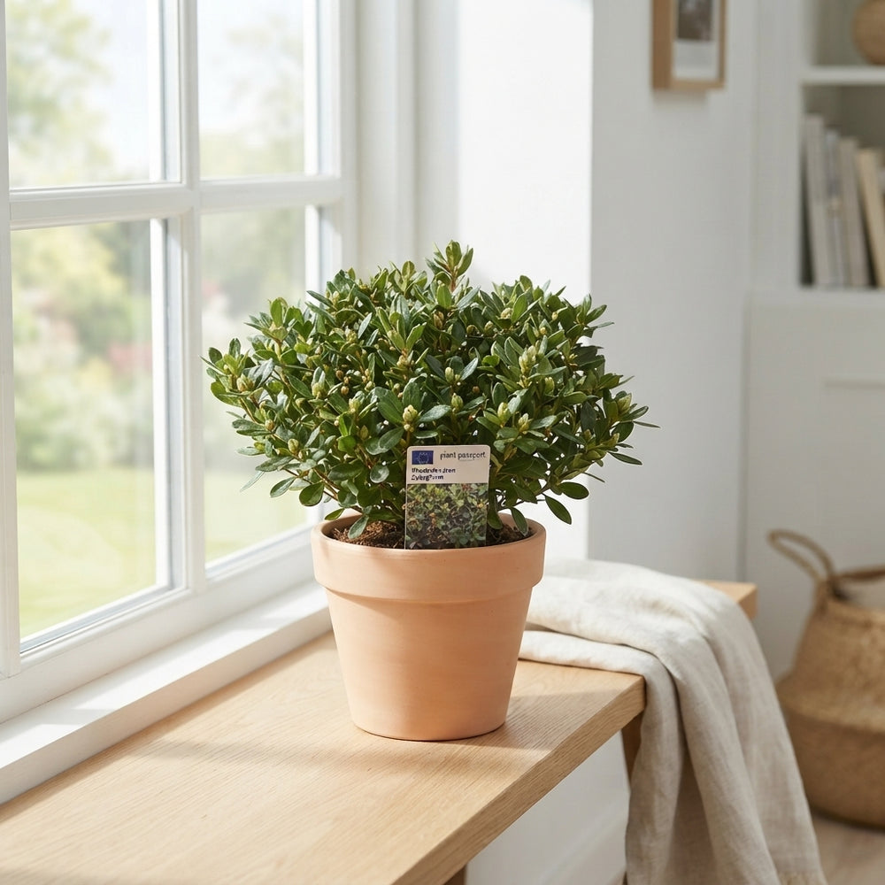 Dwarf Rhododendron Mix – 17cm Pot