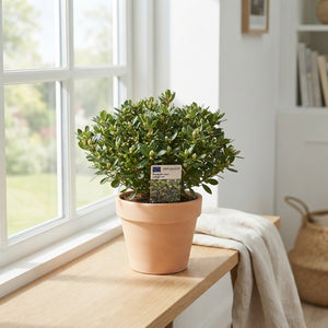 Dwarf Rhododendron Mix – 17cm Pot