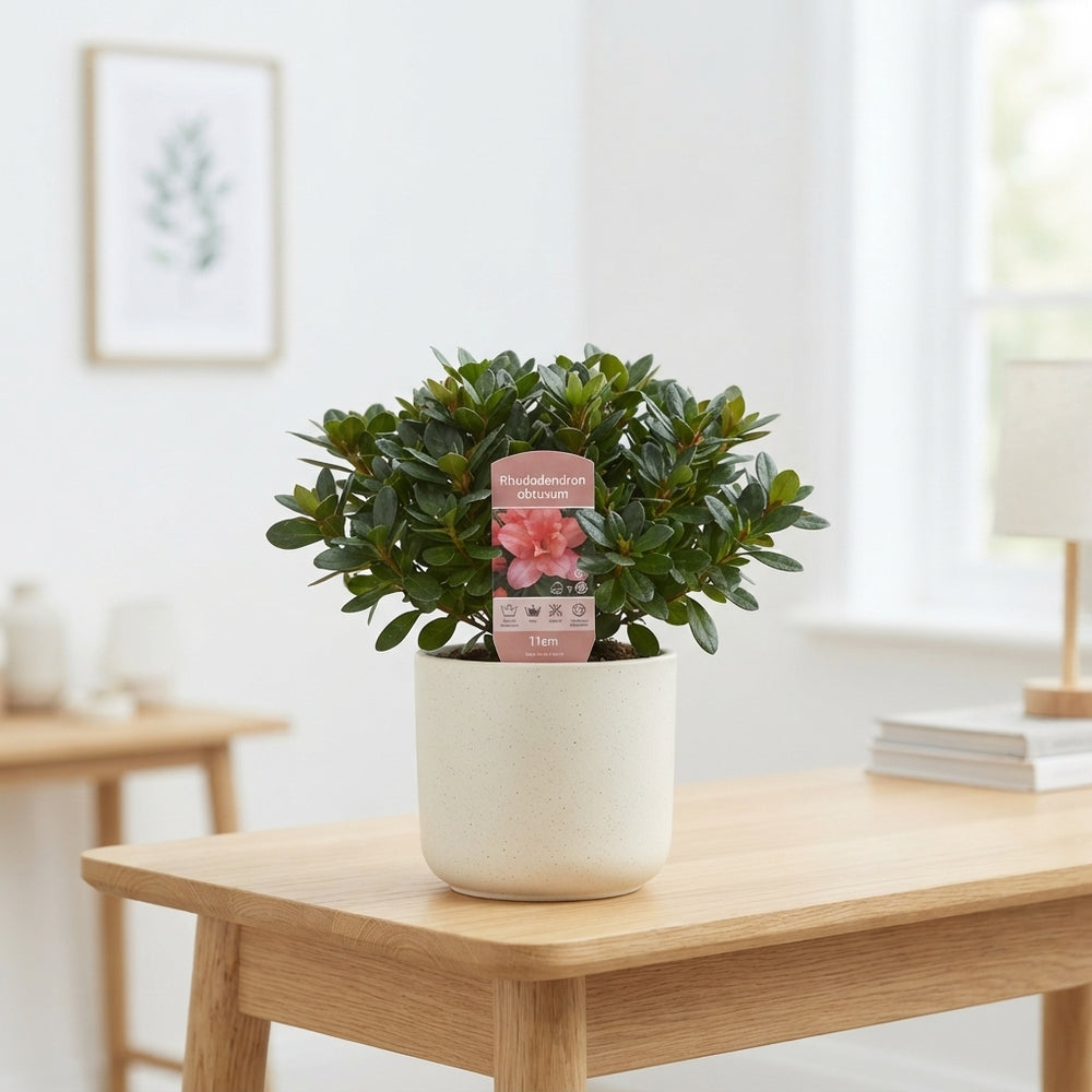 Rhododendron obtusum Azalea – 11cm Pot