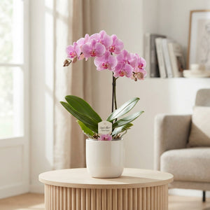 Mixed Phalaenopsis Orchid – 12cm Pot
