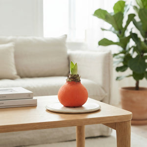 Orange Waxed Hyacinth Bulb Decoration