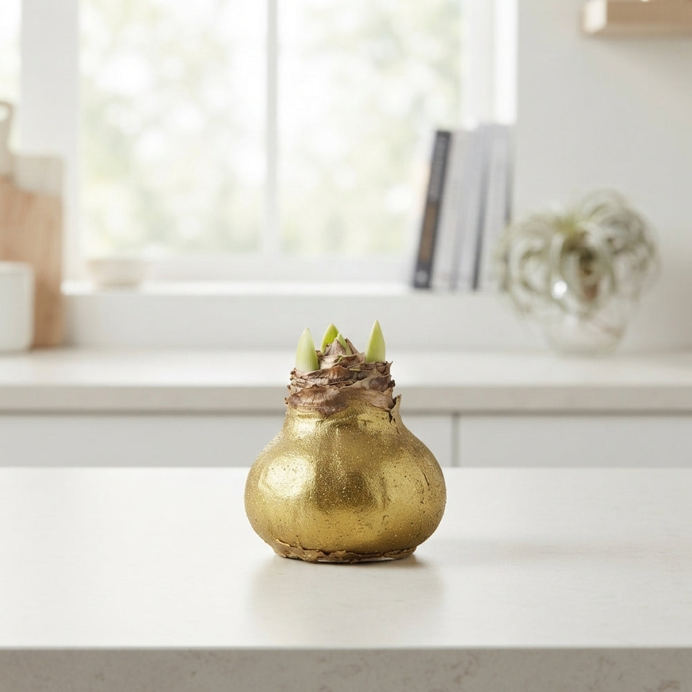 Gold Waxed Hippeastrum Decoration – 20cm