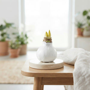 White Wax Flower Decoration