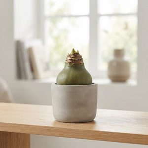 Olive Green Waxed Christmas Decoration