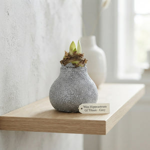 Grey Wax Hyacinth Decoration – 20cm