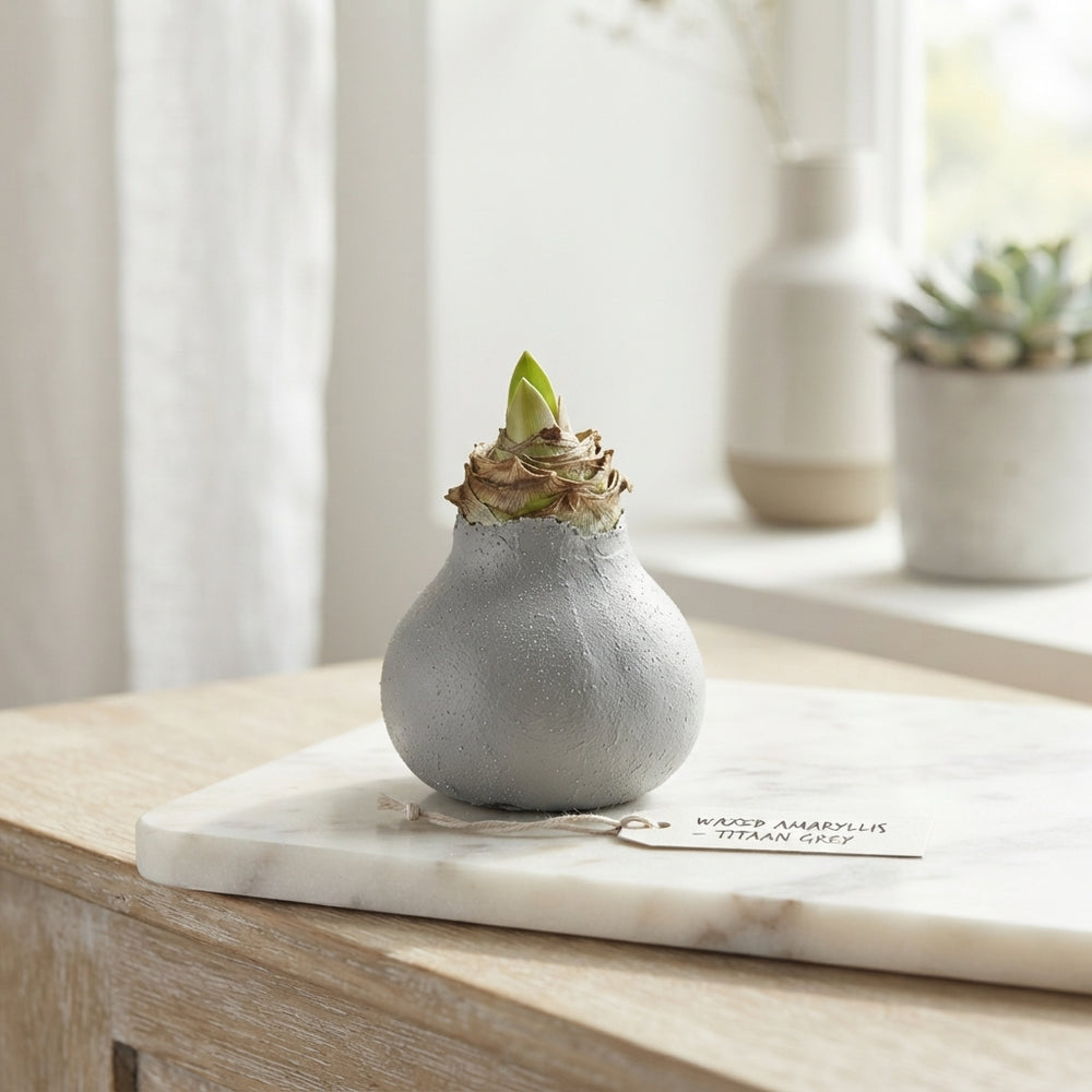 Grey Wax Hipp Titaan Christmas Decoration