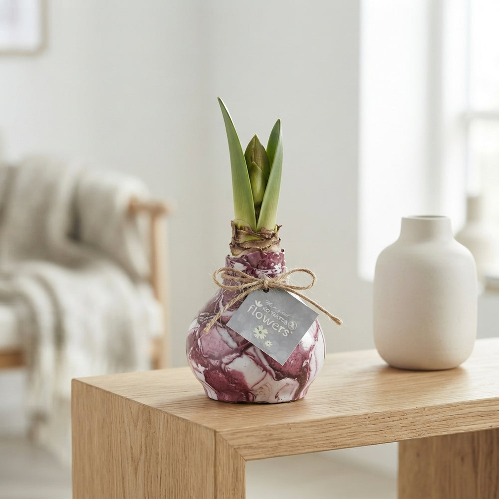 Waxed Amaryllis ‘Picasso’ Mix – 32cm Decoration
