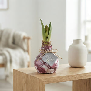 Waxed Amaryllis ‘Picasso’ Mix – 32cm Decoration