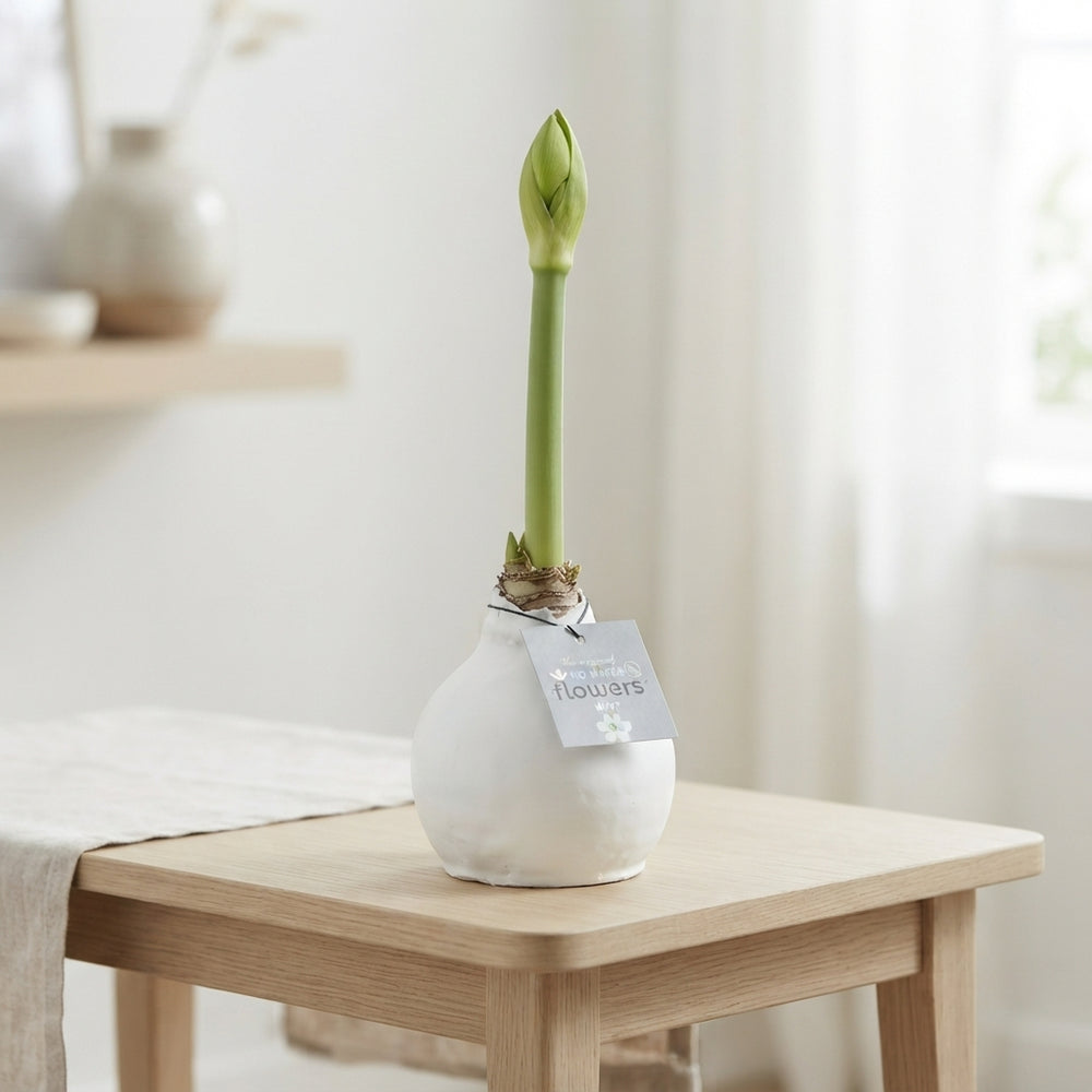 Mixed Colour Waxed Hyacinth Bulb Decoration