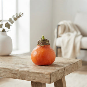 Orange Waxed Hyacinth Bulb Decoration