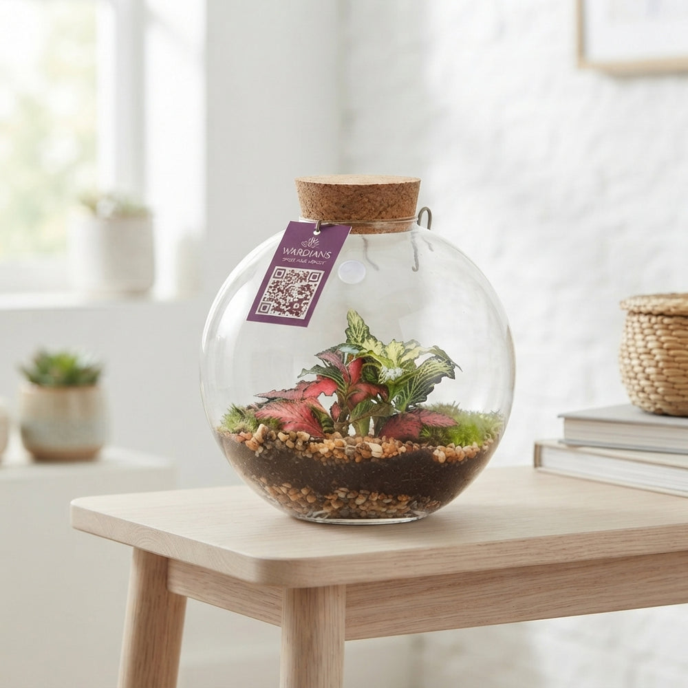 Juno Glass Terrarium Arrangement – 12cm