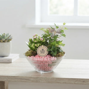 Mixed Plant Arrangement in Ribbed Glass Bowl – 18cm