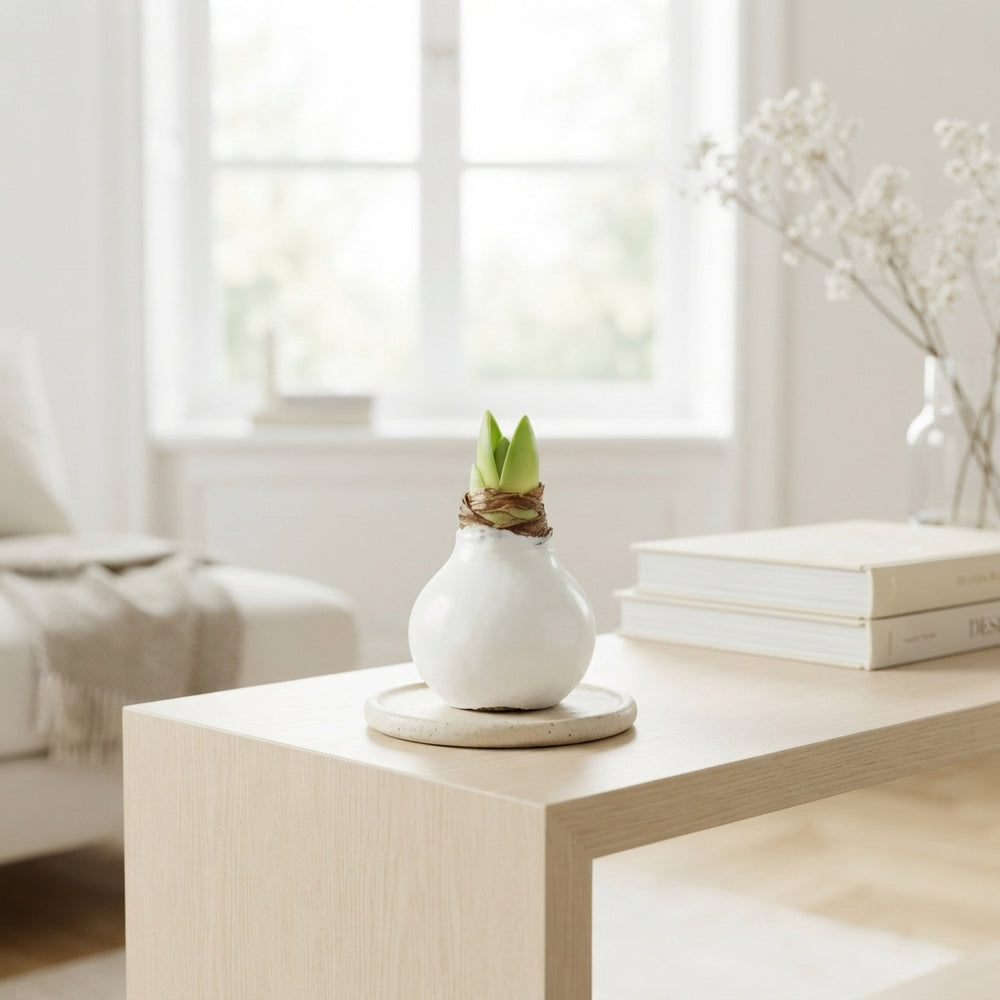 White Wax Amaryllis Decoration