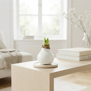 White Wax Amaryllis Decoration