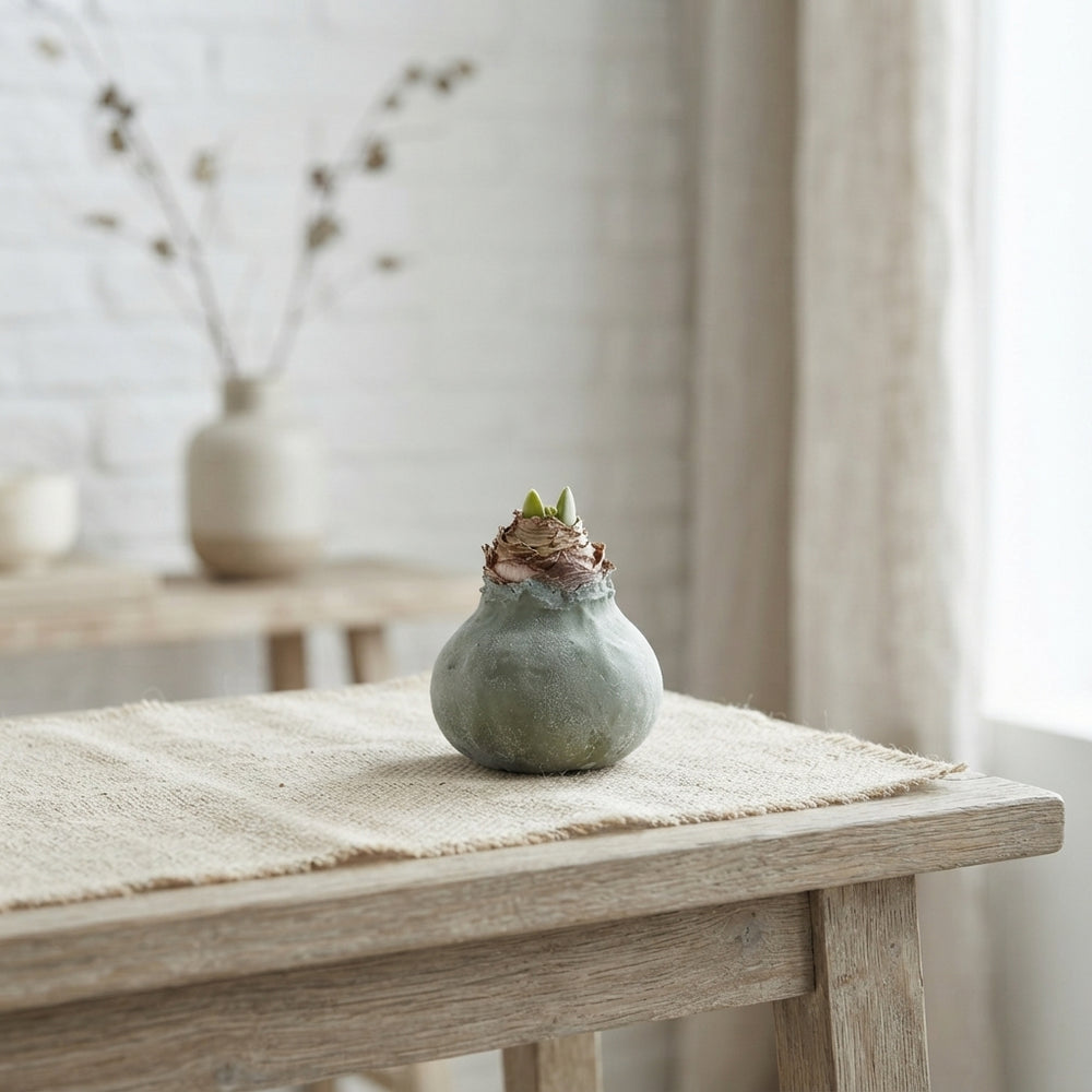 Olive Green Waxed Hyacinth Bulb Decoration