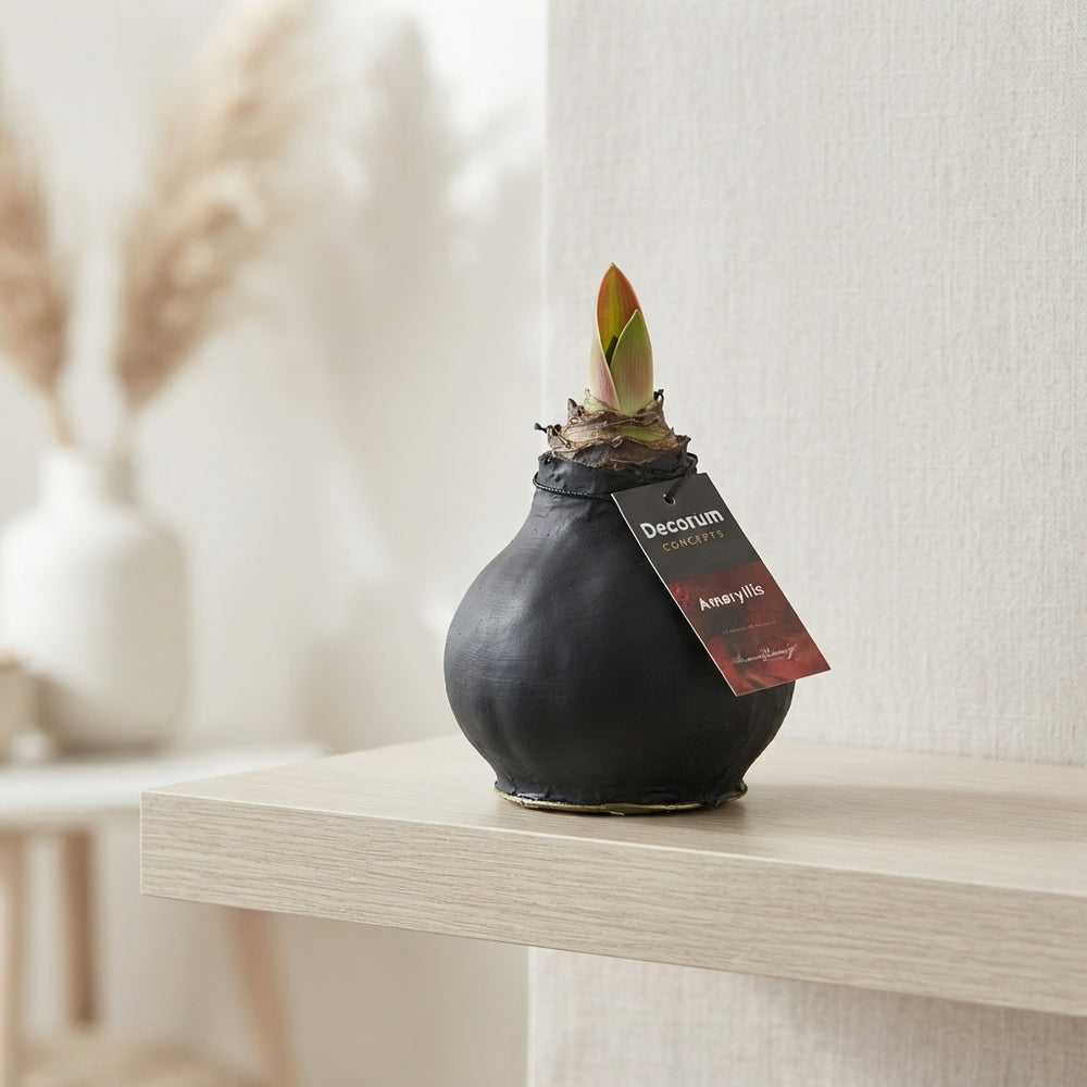 Deep Black XL Waxed Amaryllis Decoration