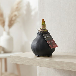 Deep Black XL Waxed Amaryllis Decoration