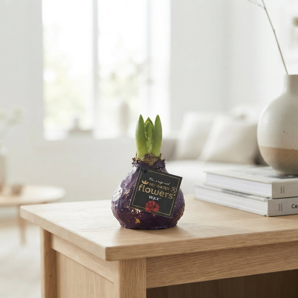 Purple Wax Amaryllis ‘Hippeastrum Galaxy’ – 32cm
