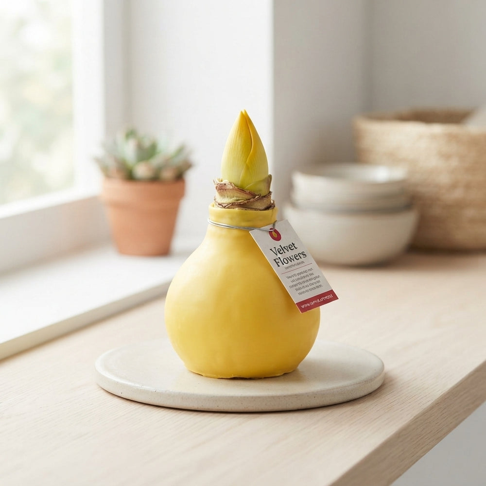 Yellow Wax Hippeastrum Velvet Decoration – 32cm