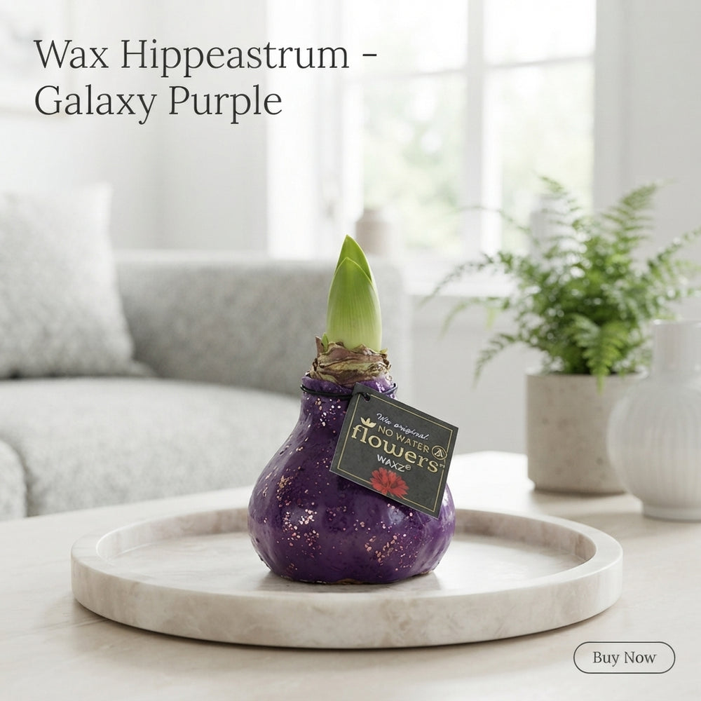 Purple Wax Amaryllis ‘Hipp Galaxy’ – 32cm
