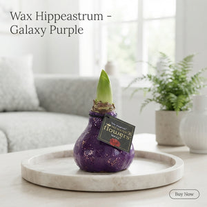 Purple Wax Amaryllis ‘Hipp Galaxy’ – 32cm