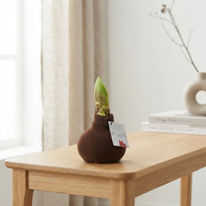 Brown Velvet Wax Decoration – 32cm