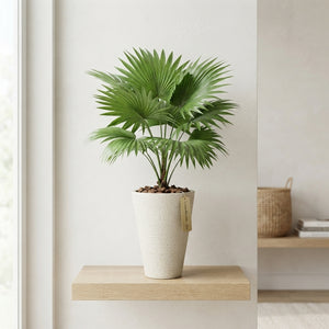 Lady Palm (Livistona rotundifolia) – 16cm Pot