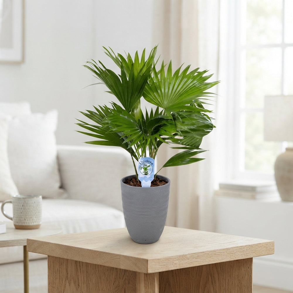 Livistona Rotundifolia Fan Palm – 14cm Ceramic Pot