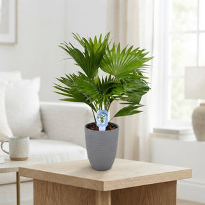 Livistona Rotundifolia Fan Palm – 14cm Ceramic Pot