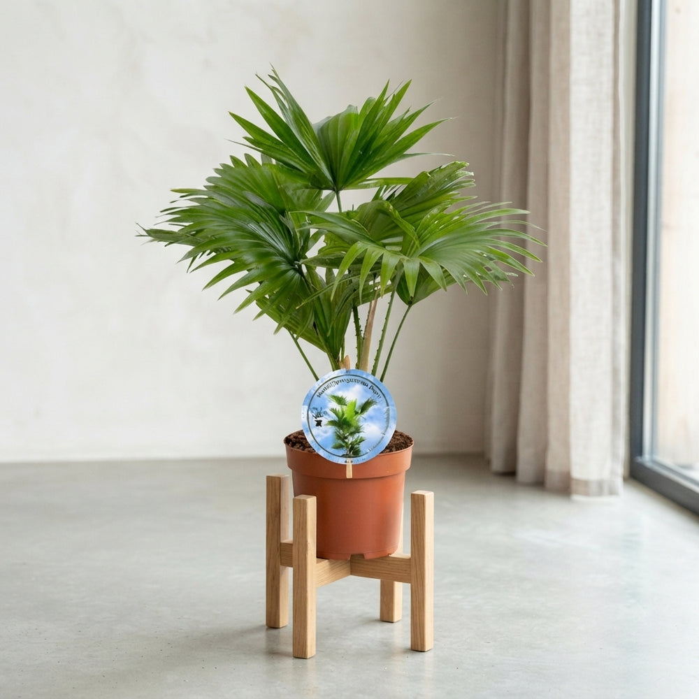 Livistona Rotundifolia Parlour Palm – 14cm Pot