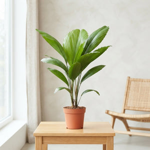 Ruffled Fan Palm (Licuala grandis) – 12cm Pot