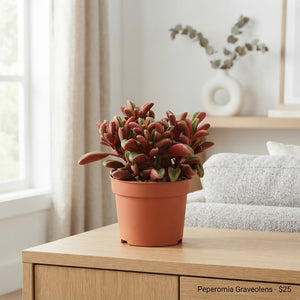 Peperomia Graveolens – 10.5cm Pot