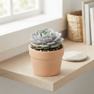 Echeveria ‘Lola’ Succulent – 8.5cm Pot