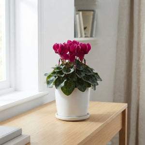 Mixed Cyclamen persicum – 17cm Pot, 35cm High